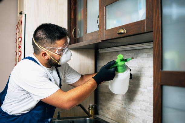 Wasp Removal Services in Red Lodge, MT